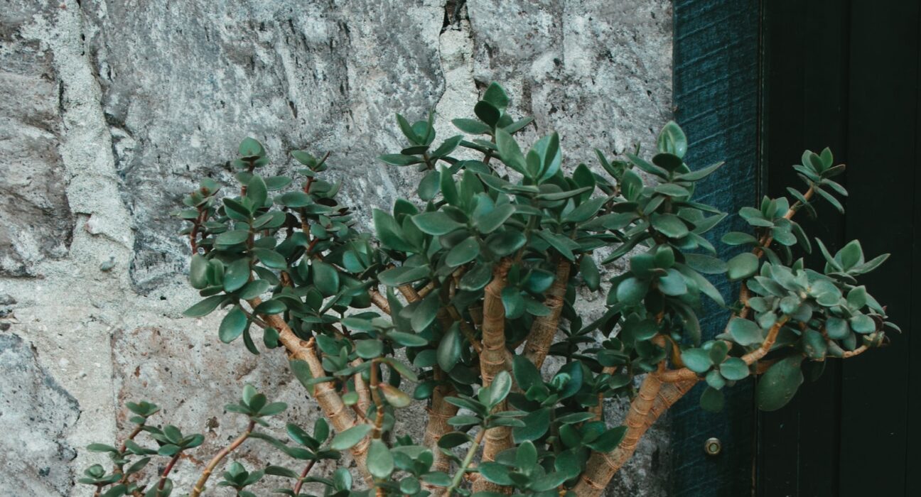 Qual o significado espiritual do bonsai?